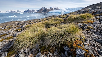 Planta Deschampsia antarctica sobre suelo rocoso con musgo, frente a un mar con trozos de hielo y montañas nevadas.