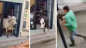 Una manada de toros y vacas generó caos en Caldas, dos de los animales se metieron a una tienda: “¡Se desbocó!”