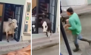 Los animales corrieron sin control por la calle, mientras los ciudadanos gritaban y alertaban a quienes estuvieran en la vía - crédito capturas de pantalla @Cambiamoscol/X