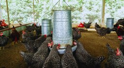 Cuando una bacteria local se vuelve aliada de la avicultura