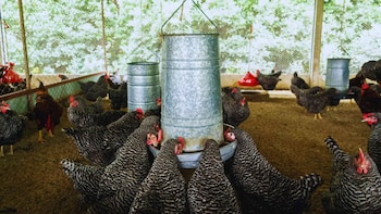 Cuando una bacteria local se