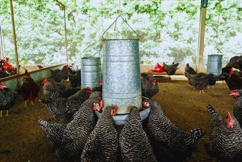 Investigadores argentinos aislaron una bacteria