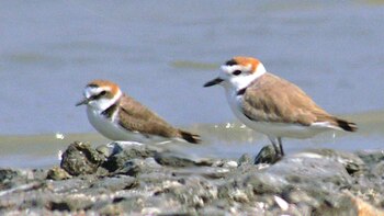 Los investigadores demostraron que el