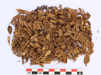 La investigación respalda materialmente el uso ceremonial de la coca, cuyo papel religioso ya aparecía descrito en fuentes históricas sobre las prácticas rituales incas. Archaeology