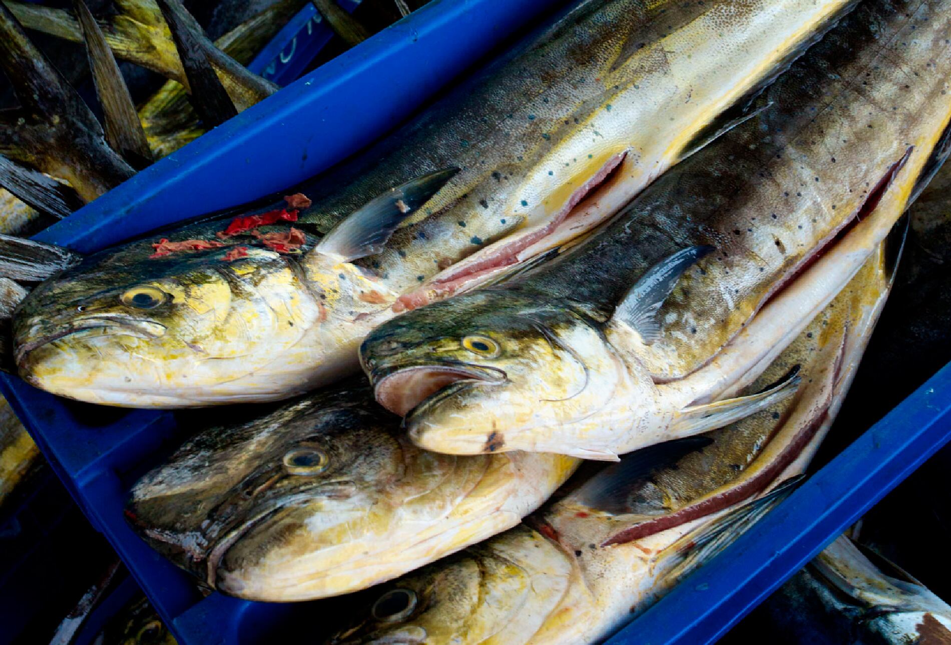 El perico desborda por El Niño y el gobierno adelanta la temporada: ¿Desde cuándo vuelve a mercados y cevicherías?