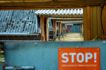 Granja de visones en Dinamarca.