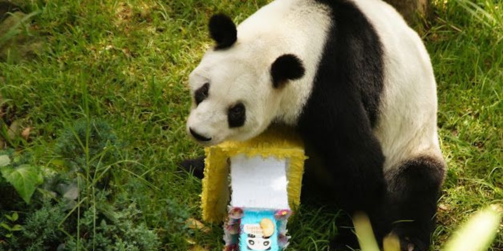 Así se vivió el cumpleaños de Xin Xin, la única panda gigante en Latinoamérica - Infobae