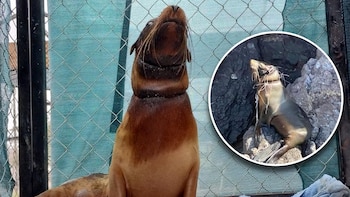 Lobo marino rescatado en Sonora