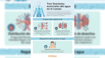 Infografía con esquema del cuerpo humano, corazón, vasos, riñones, persona sudando, termómetro, gotas de agua y el logo de Infobae.