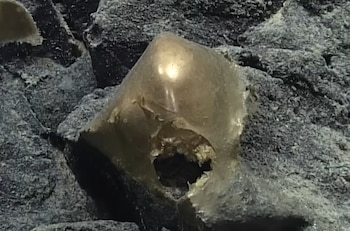 Orbe dorado de Alaska