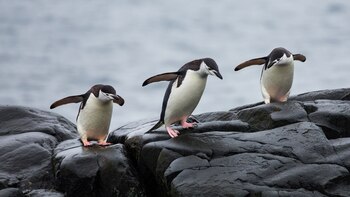 El proyecto colaborativo incluye instituciones