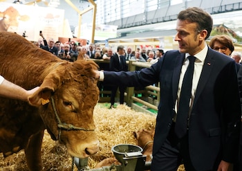 Macron acarició a una vaca