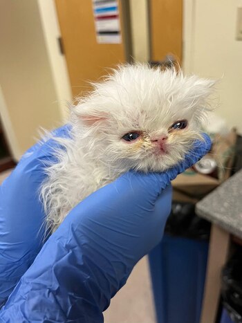 Coco Rayado como también es