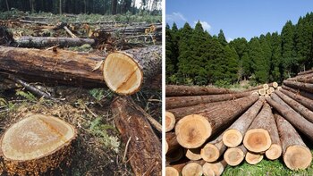 Estos cárteles están detrás de