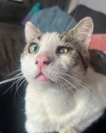 Solía ser un animal callejero