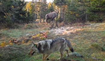 Un lobo gris con un collar de identificación verde claro camina por un campo de hierba con un alce parado entre árboles al fondo