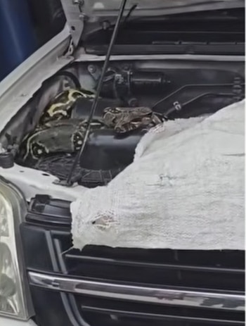 La serpiente fue trasladada a la Secretaría Distrital de Ambiente para una valoración de sus condiciones físicas - crédito Captura de video