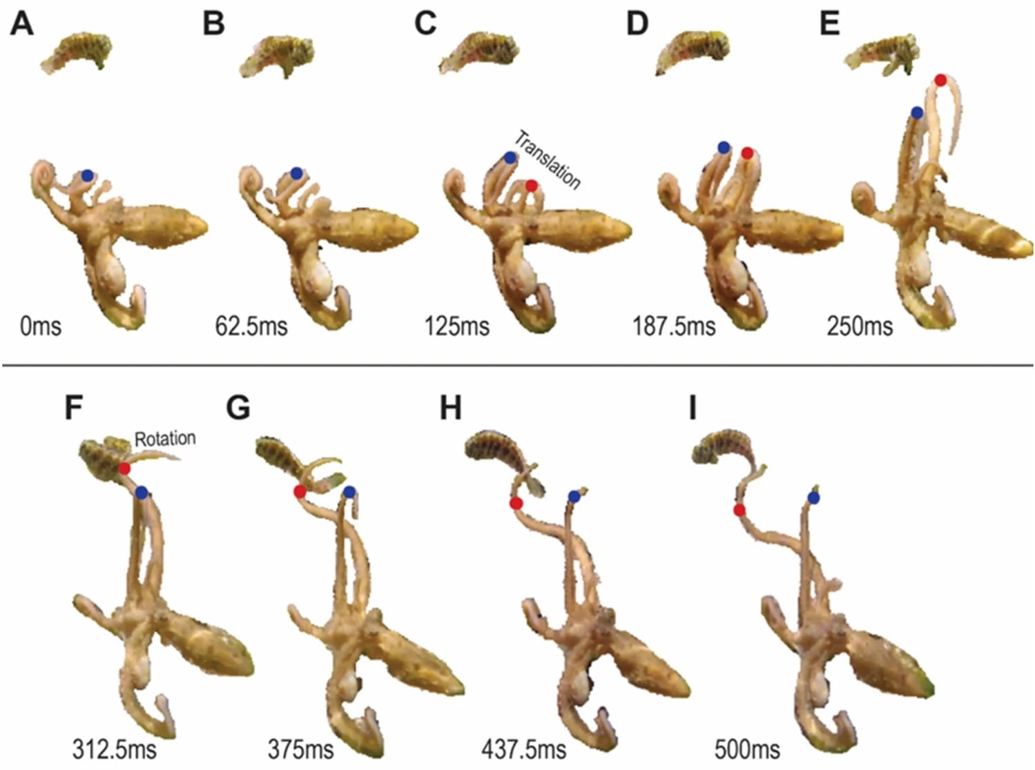La investigación analizó 19 golpes de brazo ejecutados por un pulpo del género Abdopus en pozas de marea de Okinawa, Japón (Crédito: Gentileza, estudio Análisis sintáctico de una acción motora compleja: el