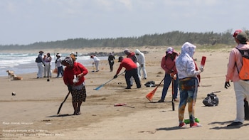 Greenpeace pide denunciar afectaciones por derrame de petróleo en el Golfo de México, acusa que gobierno minimiza acciones de activistas