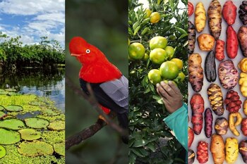 Día de la Biodiversidad: origen