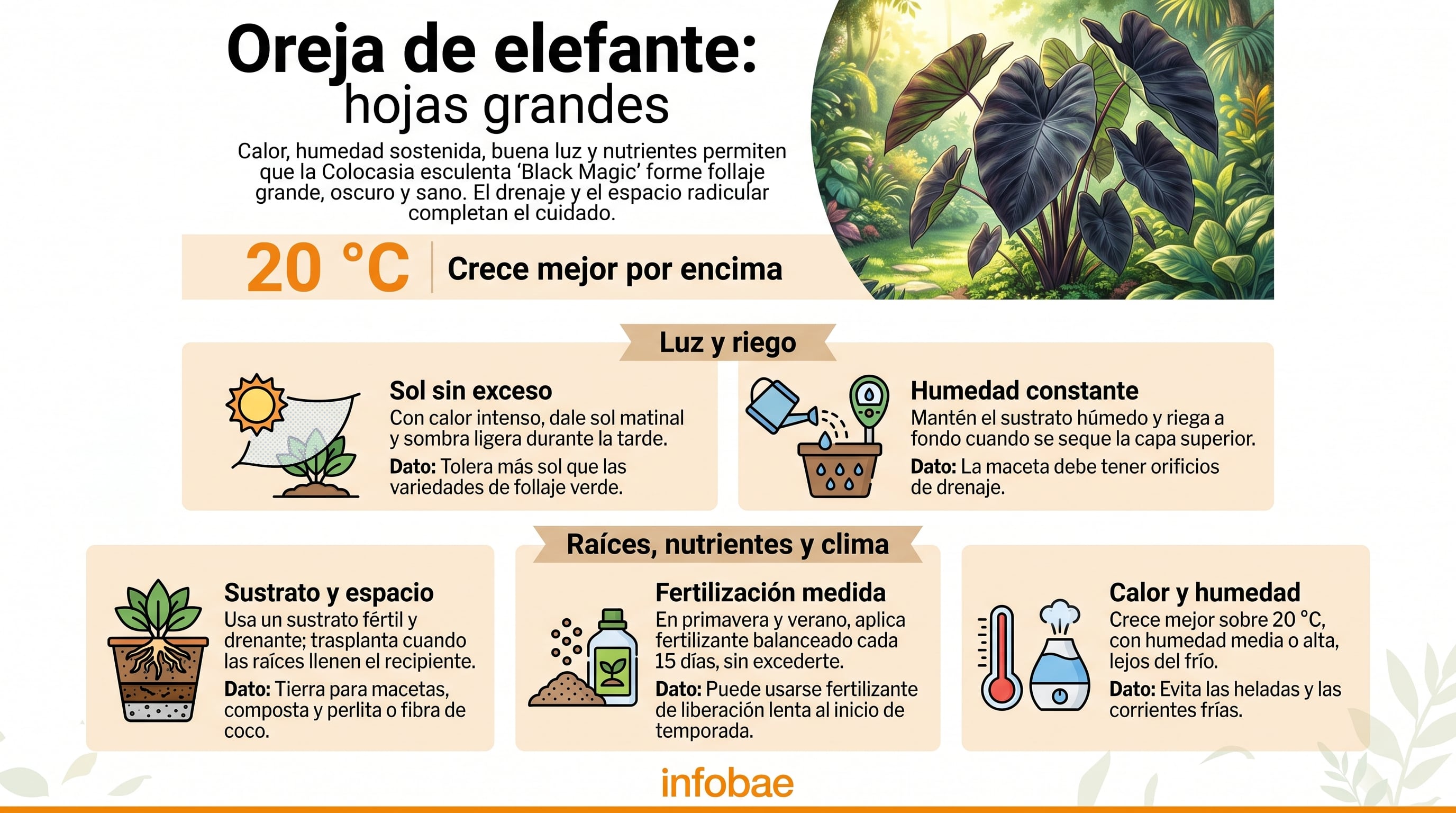 Infobae sintetiza los requerimientos de luz, riego, sustrato y temperatura superiores a 20 °C para el desarrollo sano de la Colocasia esculenta. (Imagen Ilustrativa Infobae)