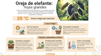 Infografía con ilustración de una planta oreja de elefante negra, varios iconos explicativos de jardinería y el logotipo de Infobae.