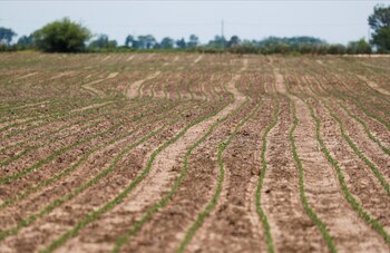 Plantas de soja son fotografiadas