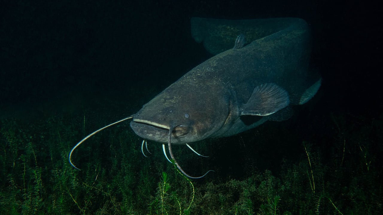 Ejemplar de siluro. (HalbsHännile/Wikimedia Commons)