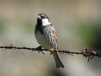 Ejemplar de gorrión moruno. (David