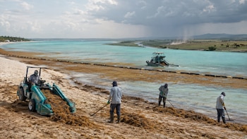 La limpieza del sargazo en las playas atiende la emergencia inmediata, pero no sustituye las acciones dirigidas a enfrentar las causas estructurales de la crisis ambiental. Imagen ilustrativa generada con inteligencia artificial