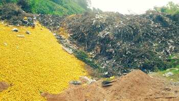 Limones por el piso en