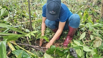 Panamá pone como prioridad respaldar la gestión forestal con investigación y formación