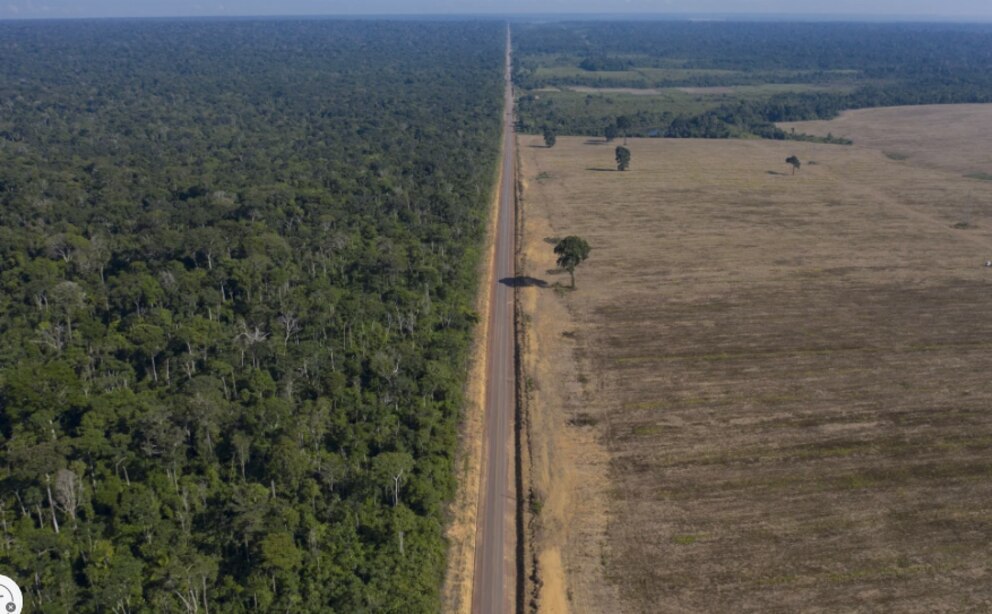 Brasil va por más: crece la siembra de soja en 2025/26 pese a dudas en China y la gripe aviar