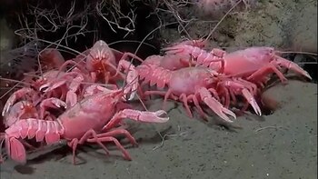 Expedición submarina Conicet / Ocean Schmidt Institute - Langostino Patagónico