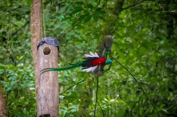 Un ave de plumaje verde y rojo vuela hacia la entrada de un nido circular de madera atado a un árbol