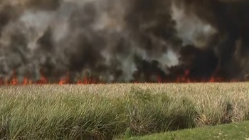 Controlaron una parte del incendio forestal que arrasa con miles de hectáreas en el sur de Miami-Dade
