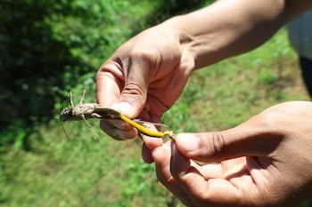 El avance de la langosta voladora en Honduras obliga a intensificar la respuesta del Senasa bajo la coordinación de la SAG. (Foto cortesía SAG)