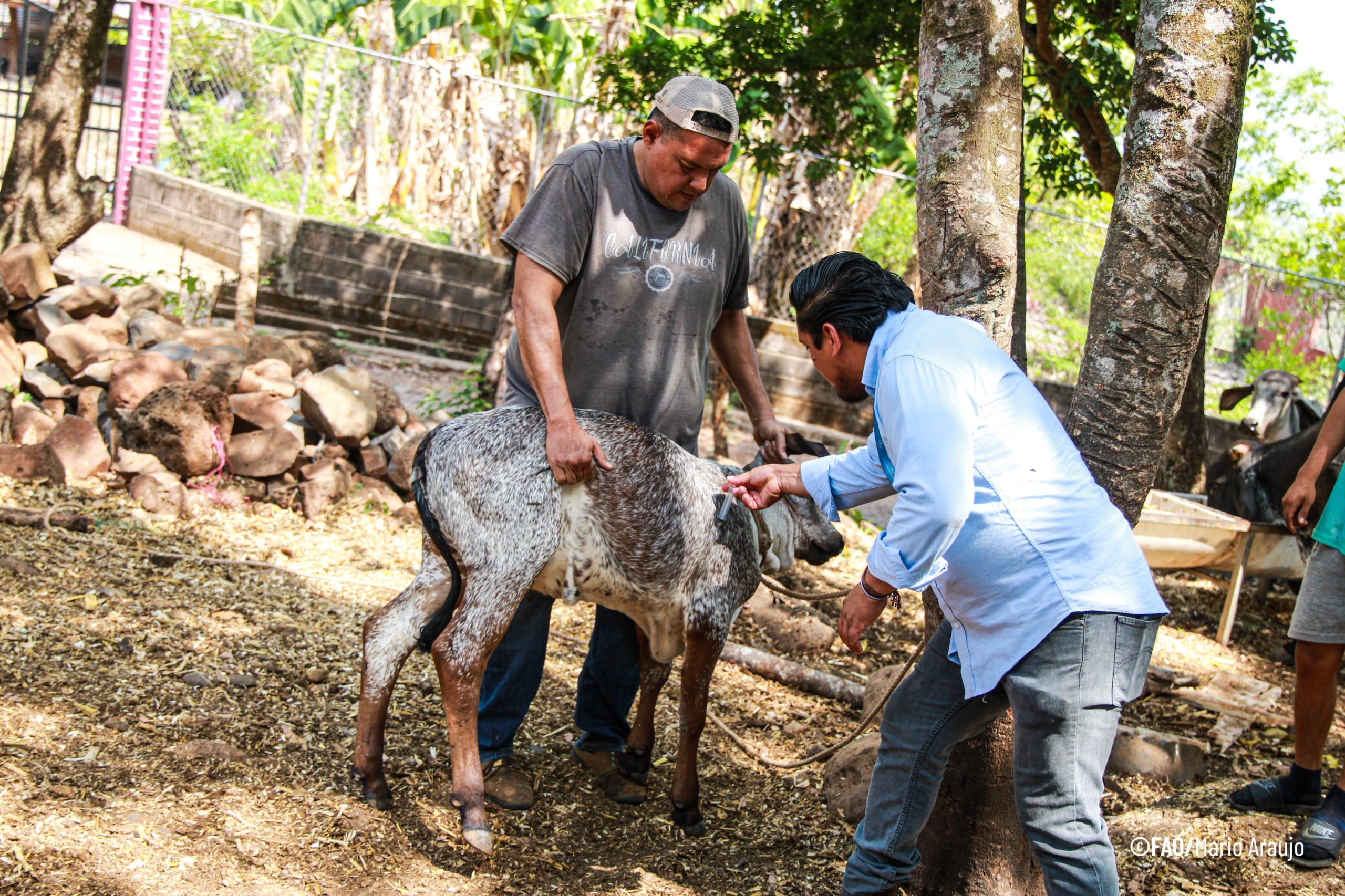 La FAO y el Gobierno de El Salvador implementan acciones coordinadas para fortalecer el sector agropecuario y la sanidad animal en varias regiones del país./(FAO El Salvador)