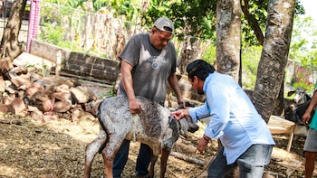 La FAO y el gobierno de El Salvador refuerzan acciones para el desarrollo agropecuario