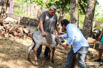 La FAO y el Gobierno de El Salvador implementan acciones coordinadas para fortalecer el sector agropecuario y la sanidad animal en varias regiones del país./(FAO El Salvador)
