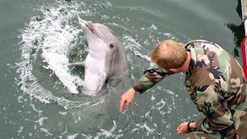Delfines en la guerra: mitos y verdades sobre el uso militar de mamíferos marinos