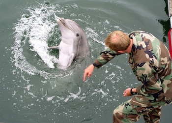 El programa militar estadounidense de delfines entrenados opera desde 1959 y se centra en la detección de minas y vigilancia naval (Wikimedia Commons)
