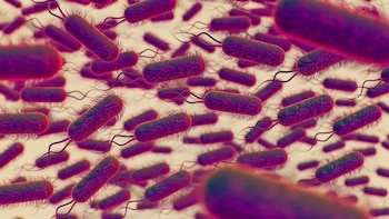 Investigadores hallaron que microbios oceánicos