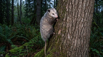 Una zarigüeya de pelaje gris y cara blanca se agarra a un tronco de árbol en un bosque con helechos.