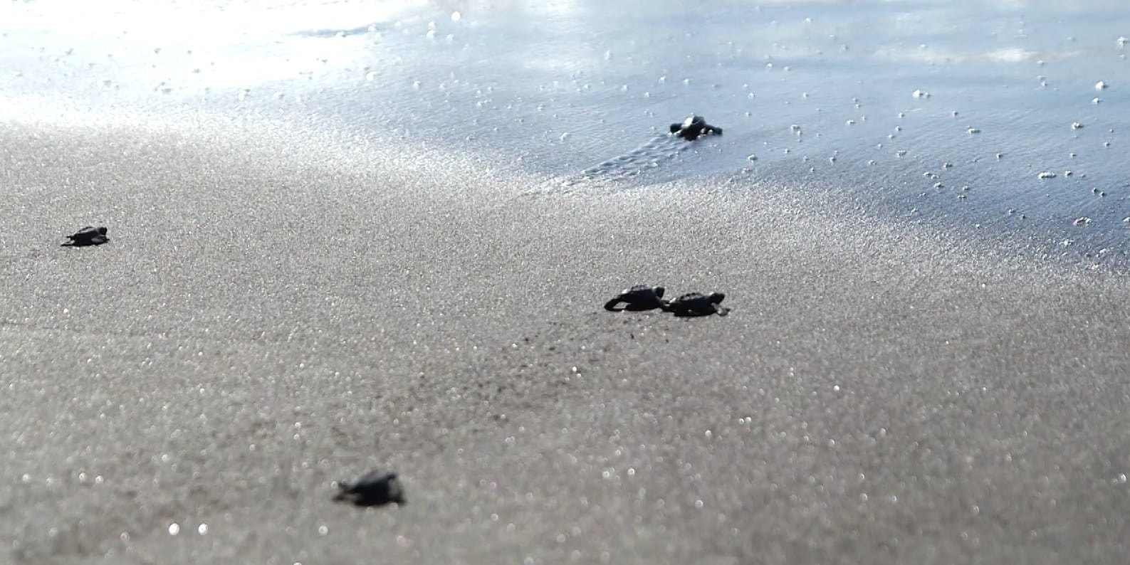 Ejecuta cuatro proyectos destinados a la conservación marina. (Crédito: FIAES)