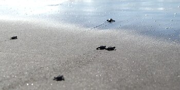 Ejecuta cuatro proyectos destinados a