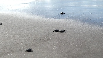 Más de 8.5 millones de