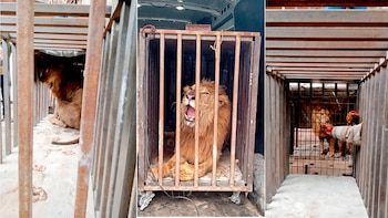 Abandonan a un león africano en jaula deteriorada en casa de Tamaulipas: Profepa ya resguarda al ejemplar