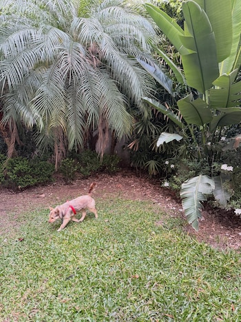 Un perro de pelaje claro con arnés rojo camina sobre el césped cerca de plantas con hojas grandes