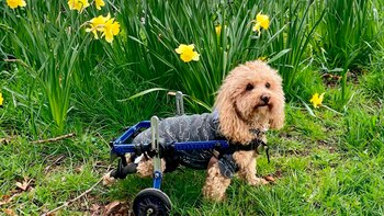 Henry fue rescatado del mercado